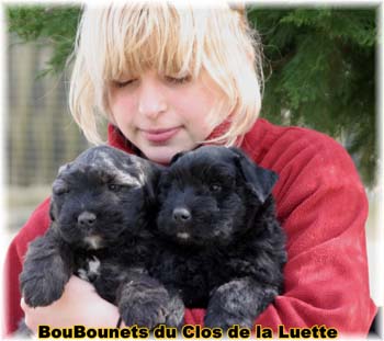 SITE WEB ELEVAGE DU CLOS DE LA LUETTE SPECIALISE POUR LE BOUVIER DES FLANDRES &copy;